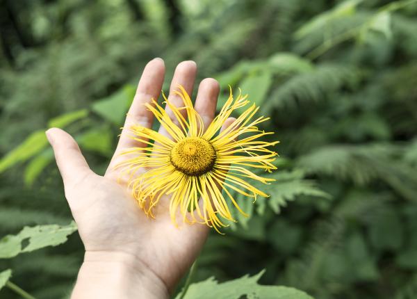 iarba mare planta cu efect anticancerigen