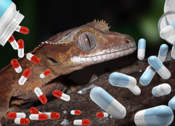 medicamentele pentru slabit monstrii gila mate de peste venin soparla glp 1 exendin 4 insulina