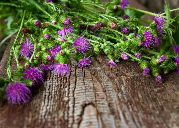 brusturele planta antireumatica cu efect prebiotic brusturele planta antireumatica cu efect prebiotic