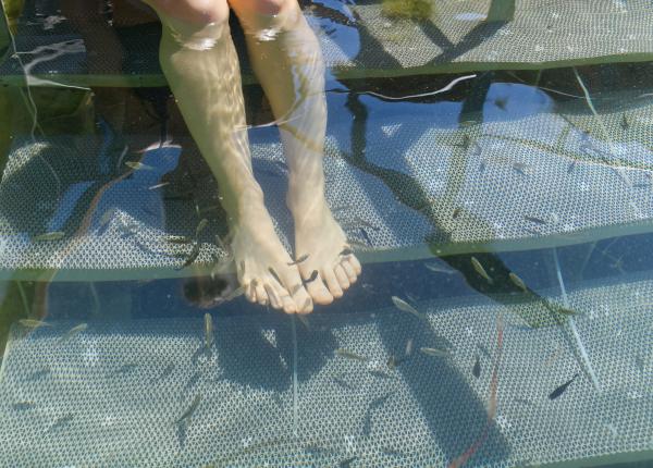 pedichiura cu pesti efecte nedorite