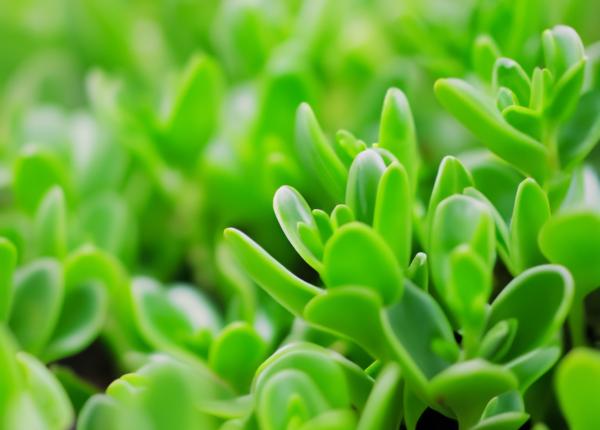 buruiana plina de vitamine si minerale iarba grasa