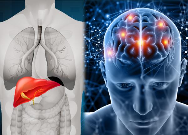 ce este axa ficat creier dementa alzheimer colesterolul ficatul gras fibroza hepatica
