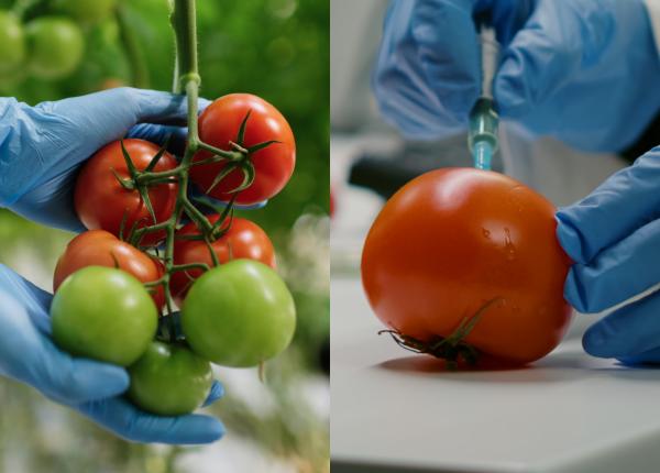 pesticidele ce se intampla cand intra pesticidele in corp radu tincu
