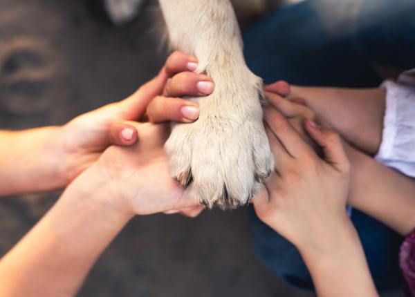 terapia cu animale cum interactiunea cu animalele poate imbunatati sanatatea noastra