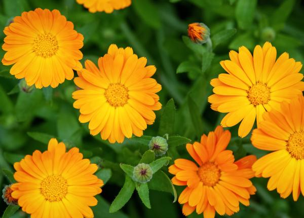 galbenelele plante medicinale cu proprietati uimitoare pentru sanatatea ta