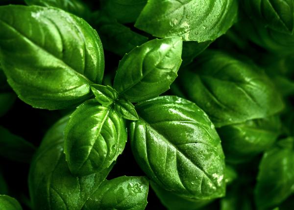 busuiocul beneficii uimitoare