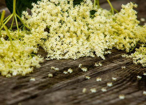 cretisoara planta care inmoaie secretiile nazale calmant natural