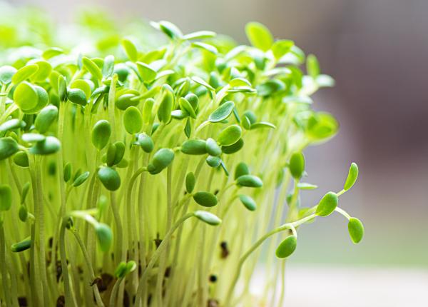 microplante beneficii si riscuri