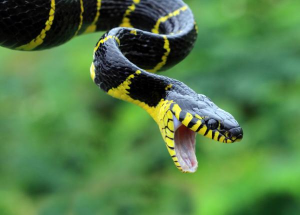 muscatura de vipera ghid de supravietuire ciuhodaru singurul tratament eficient