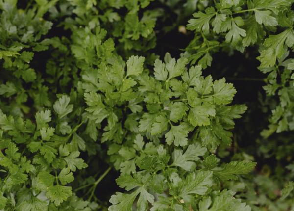 patrunjelul proprietati uimitoare