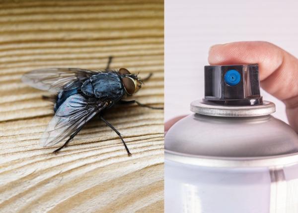 cum sa scapi de muste fara sa folosesti insecticid