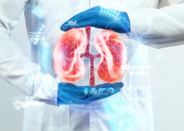 primul xenotransplant reusit rinichi de porc modificat genetic functionali la om