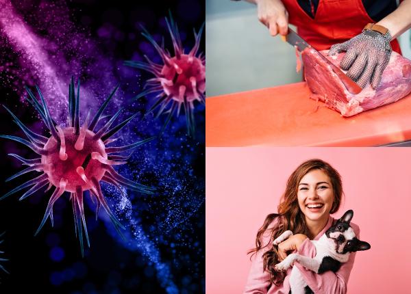 boala grava pe care o poti lua de la animalul tau leptospiroza