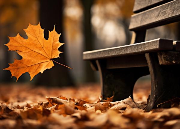 toamna anotimpul fericirii si al linistii