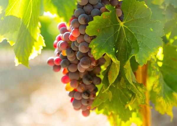 strugurii sunt renumiti pentru efectele uimitoare strugurii sunt renumiti pentru efectele uimitoare