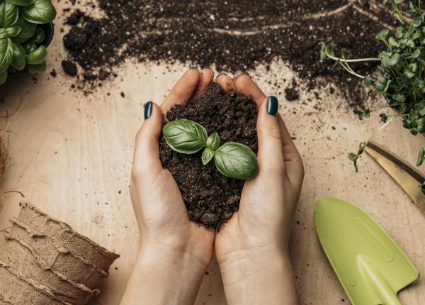 cum sa ai grija de florile tale