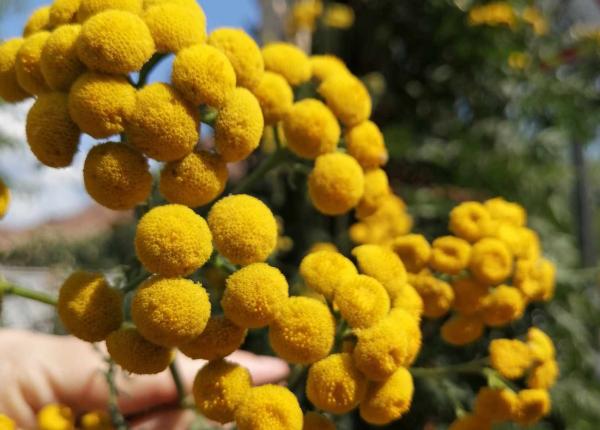 planta cu flori vindecatoare care te scapa de problemele stomacului calomfir