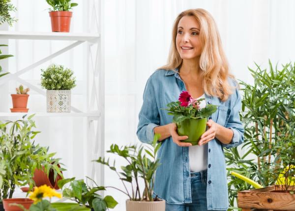 planta in casa purifica aerul aduce noroc energii pozitive