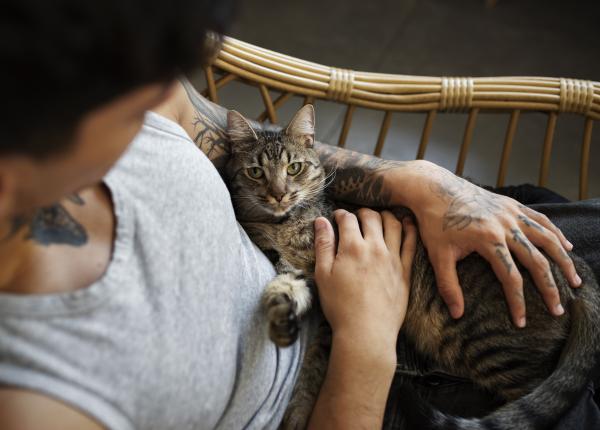 ce impact are comportamentul pisicii tale