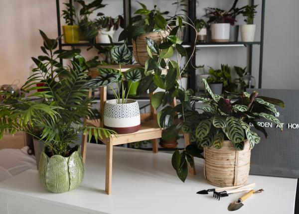 plantele artificiale potential pericol pentru sanatate