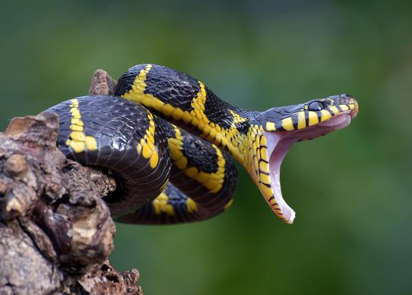 muscatura de sarpe mic ghid de supravietuire muscatura alba ciuhodaru veninul