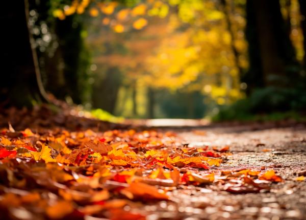 de ce isi schimba frunzele culorile