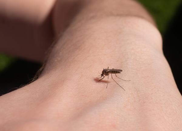 motivul ciudat pentru care te pisca tantarii motivul ciudat pentru care te pisca tantarii