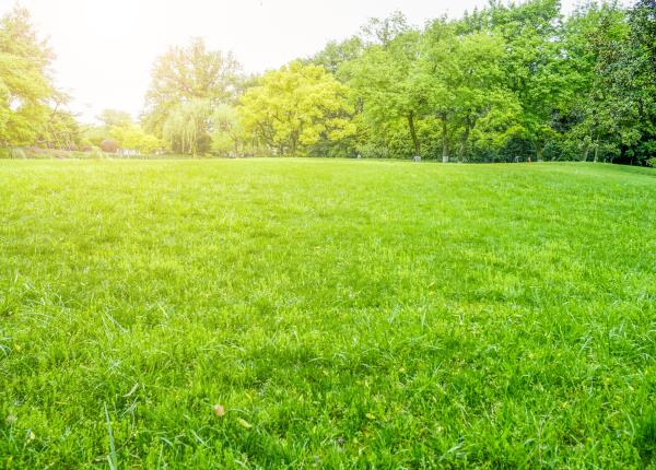 gazonul beneficii pentru sanatate