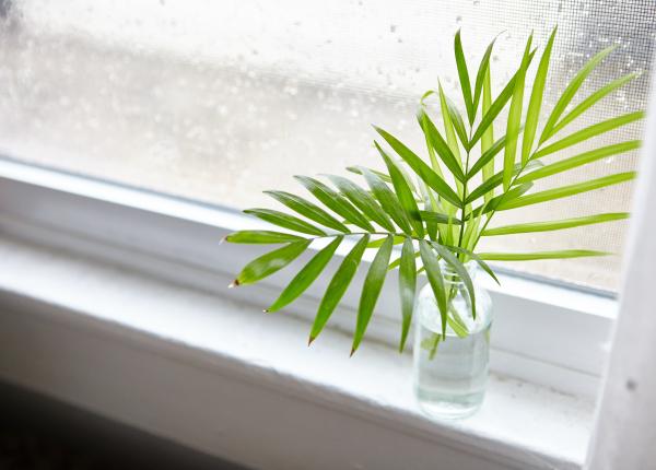 cele trei plante care elimina condensul din casa