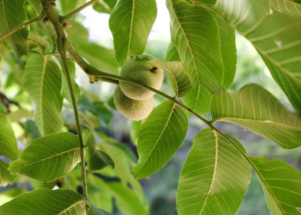 frunza de nuc efecte anticancerigene