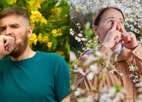 alergia la polen care este planta care produce aproape 1 miliard de boabe de polen alergia la polen care este planta care produce aproape 1 miliard de boabe de polen