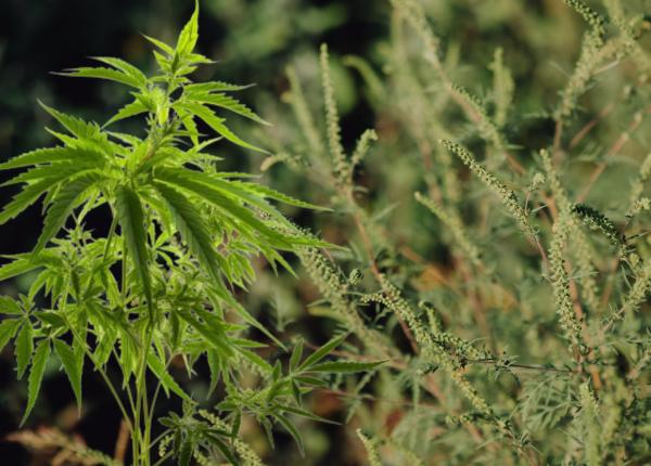 legea ambroziei proprietarii de terenuri obligati ambrozia