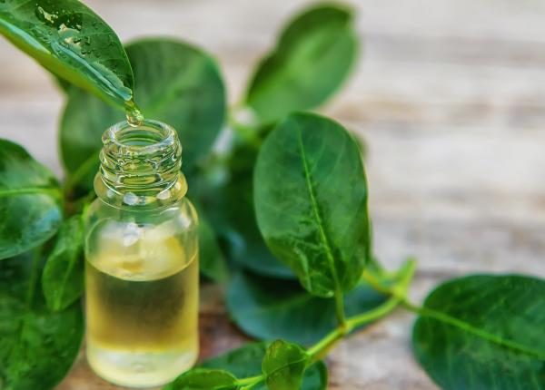 eucaliptul efecte ulei esential de eucalipt difuzor