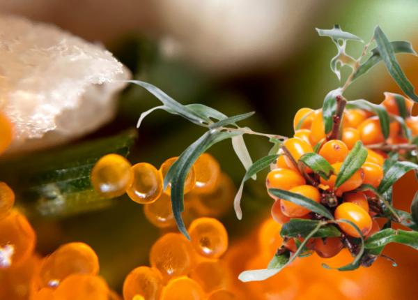 uleiul de catina aurul lichid antiinflamator natural