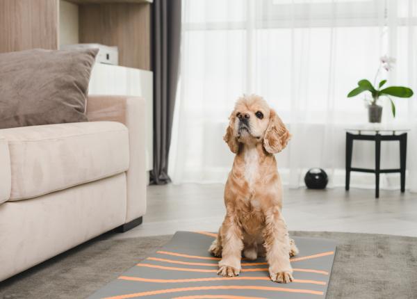 baia locul din casa in care nu are ce sa caute cainele