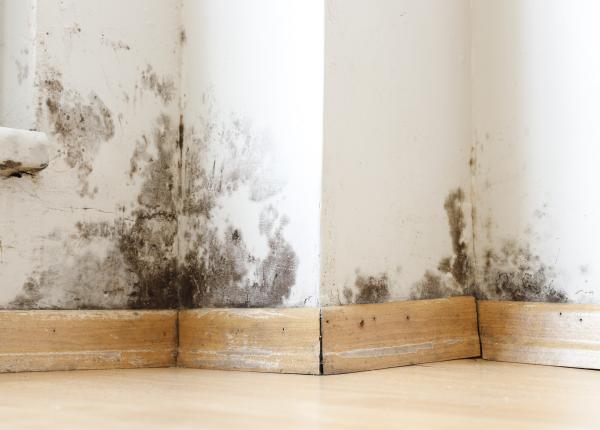 trucul simplu care te ajuta sa tii mucegaiul din casa la distanta