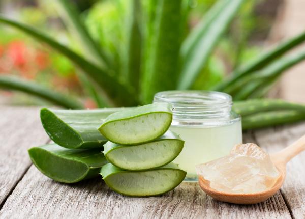 aloe vera accelereaza vindecarea ranilor