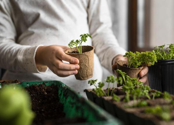 planta care poate trata reumatismul