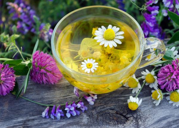 planta trei luni distruge flora microbiana echinacea