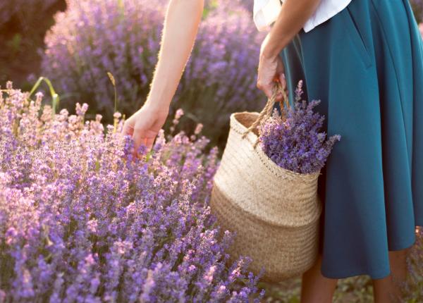 beneficiile pentru sanatate ale lavandei