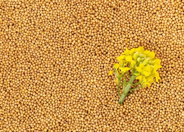 boabele de mustar efecte anticancerigene ce este sinigrina