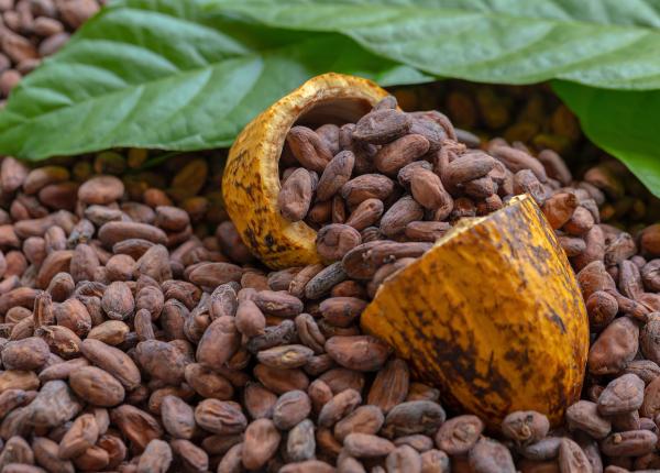 extractul de cacao poate ajuta la reducerea riscului de declin cognitiv la adultii in varsta