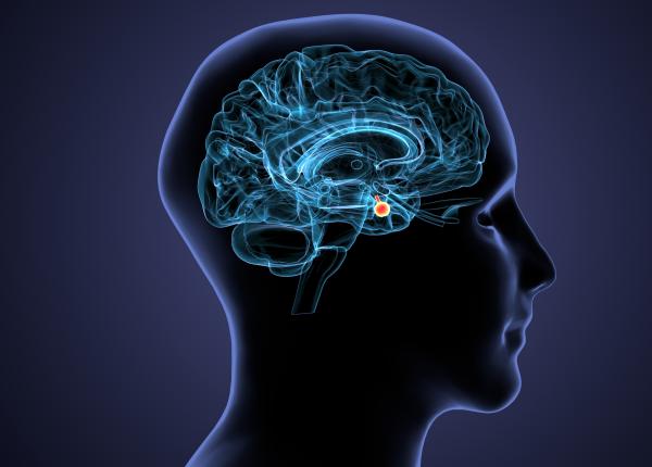 partea creierului responsabila pentru reactia lupta sau fugi