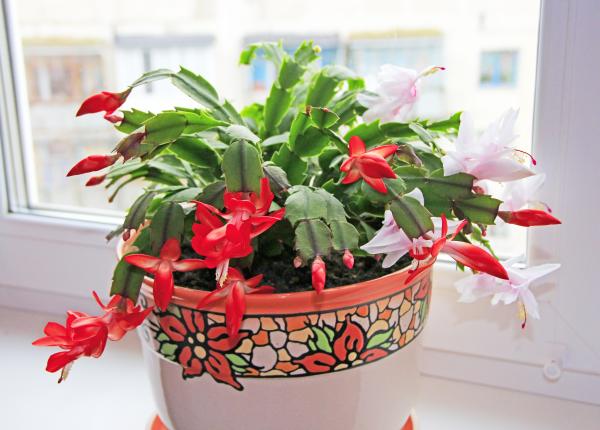 craciunelul sau cactusul de craciun planta cu origini tropicale care a devenit un simbol al craciunului