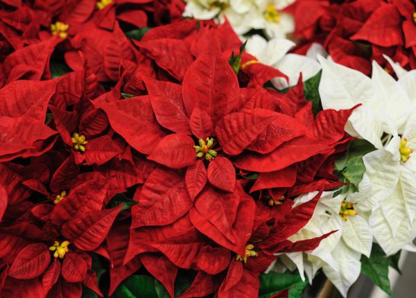 craciunita efect incredibil asupra sanatatii de ce este bine sa o ai in casa