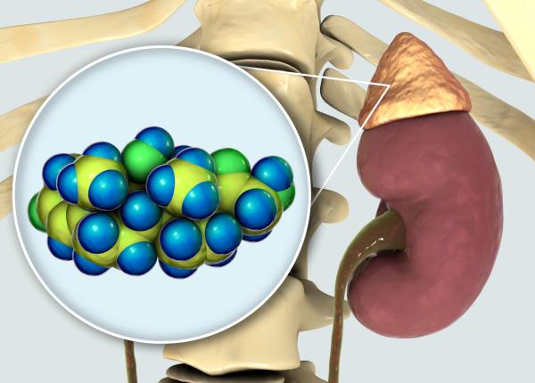 cortizol principalul hormon al stresului