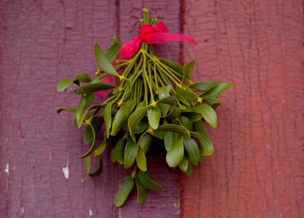 vascul planta vindecatoare cu beneficii uimitoare pentru sanatate