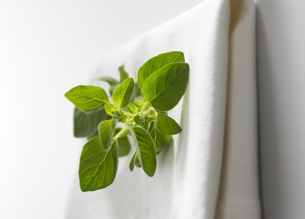 ce se intampla daca pui busuioc sub perna