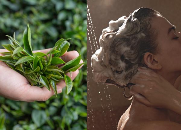 tratamentul cu ceai verde bogat in antioxidanti