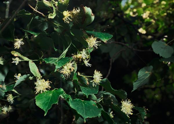 planta insulinei glicemie insulina diabet